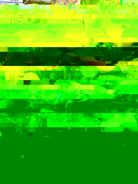 citronträd.jpg